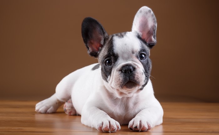 French Bulldog Puppy