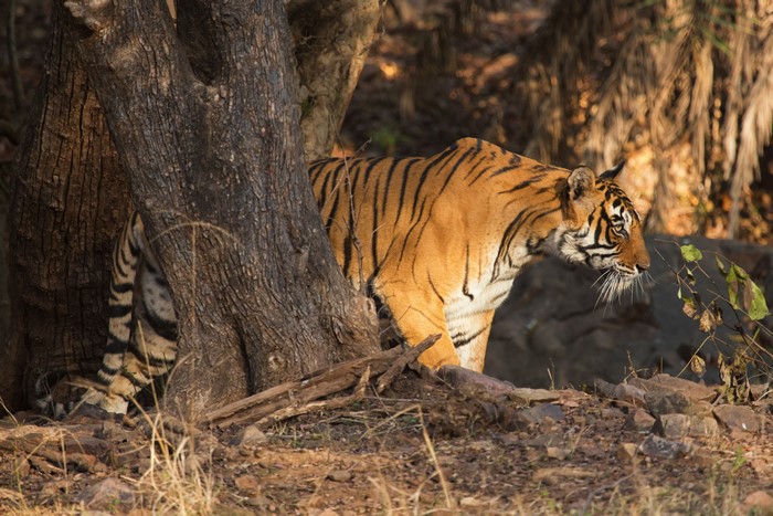Tiger behind a tree trunk