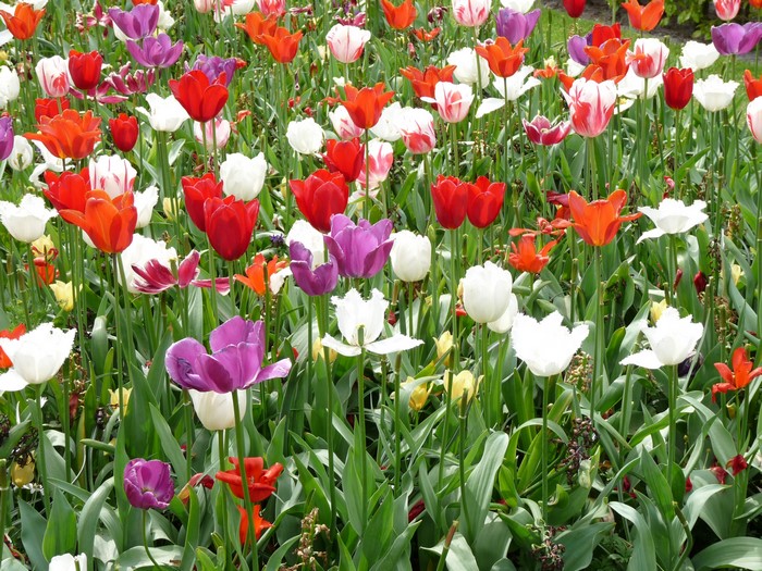 Field of colorful tulips in Keukenhof, Netherlands