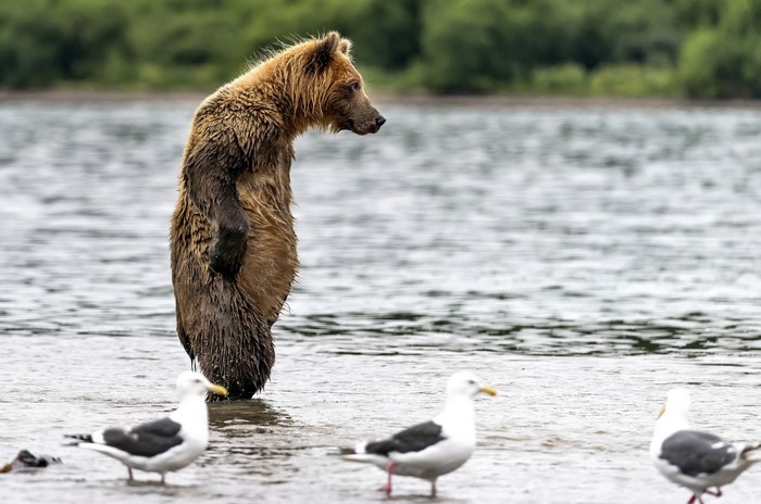 Brown bear standing in water with seagulls