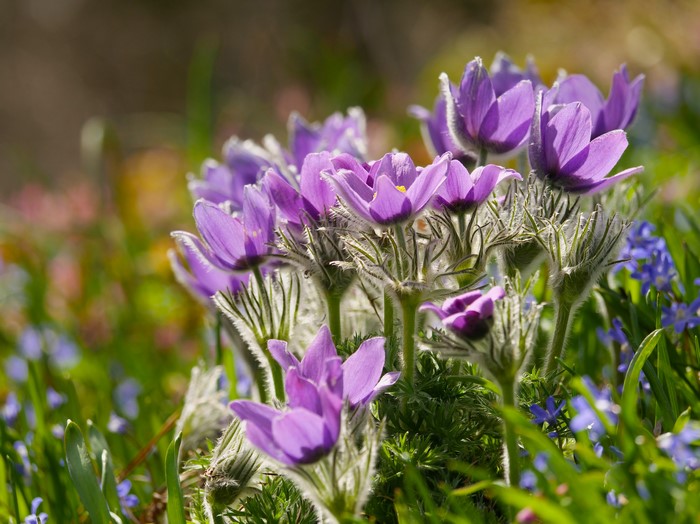 4K Closeup of Violet Pulsatilla Flowers