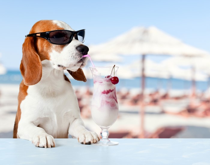 Beagle dog wearing sunglasses drinking a cocktail