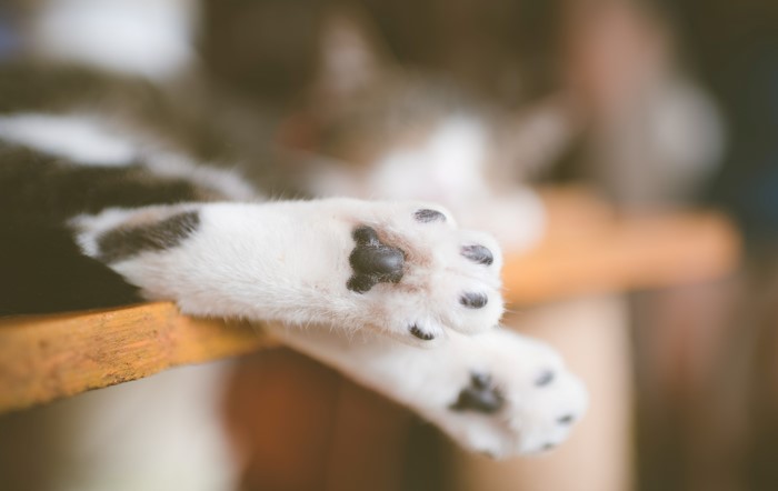 Close-up of a cat's paws