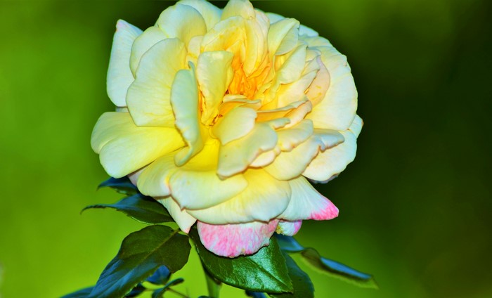 Yellow Rose Closeup