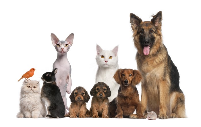 Group of Dogs, Cats, Rabbit, Bird, and Mouse
