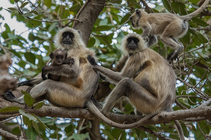 Monkeys and cub on tree branches in Ranthambore National Park