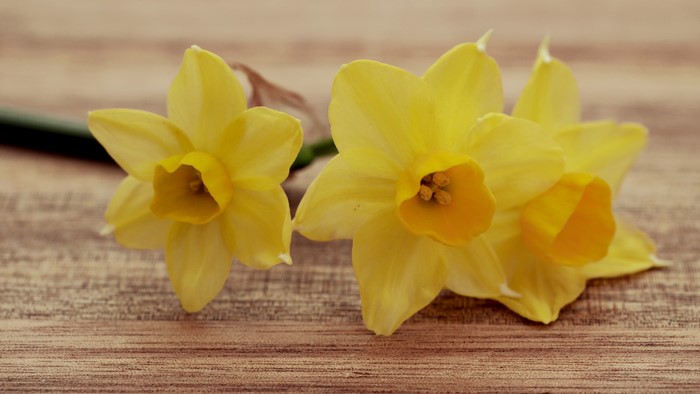 Yellow Daffodils on a Wooden Surface