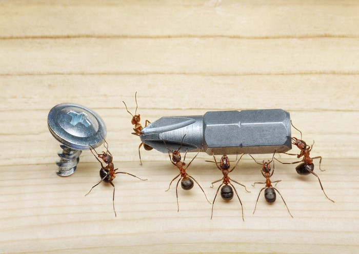 Ants carrying a screw and a screwdriver bit