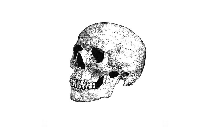 Black and white illustration of a human skull