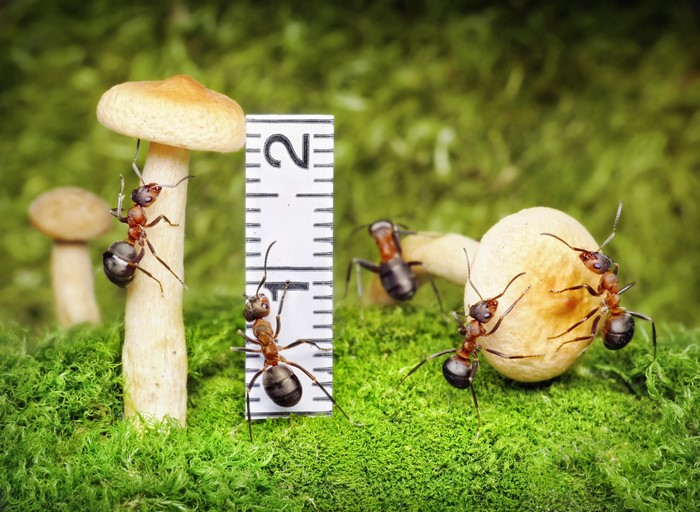 Ants and Mushrooms with Ruler