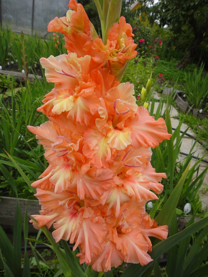 Close-up of an orange gladiolus flower