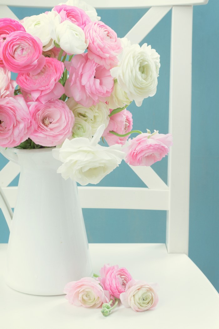 Ranunculus flowers in a white vase on a chair