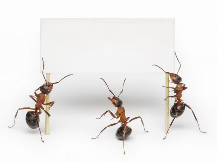 Three ants holding a blank sign