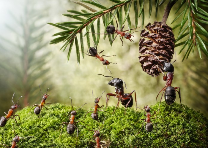 Ants on moss with pine cone and pine branch
