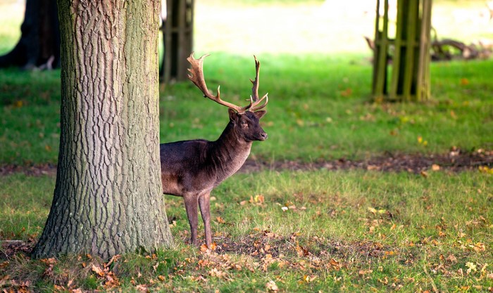 Deer standing behind a tree trunk in a grassy field