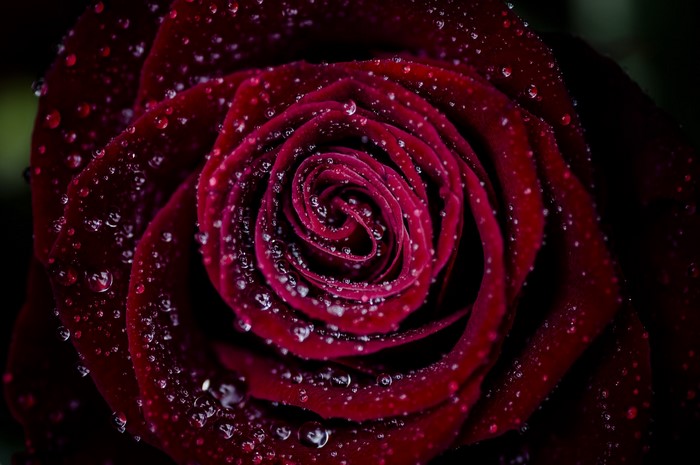 Macro shot of a dark red rose with water droplets
