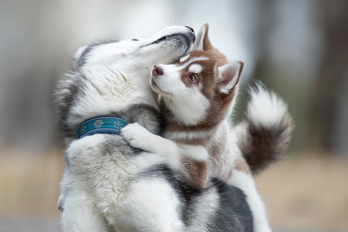 Two Husky puppies hugging