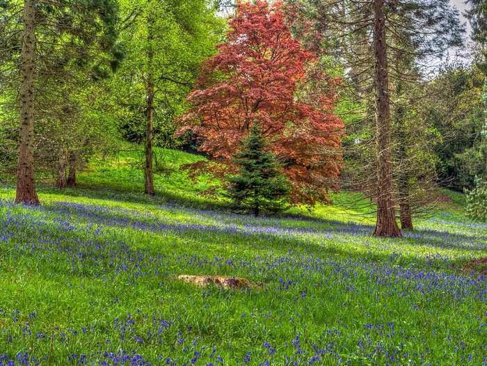 Bluebells and trees in Ardingly, England