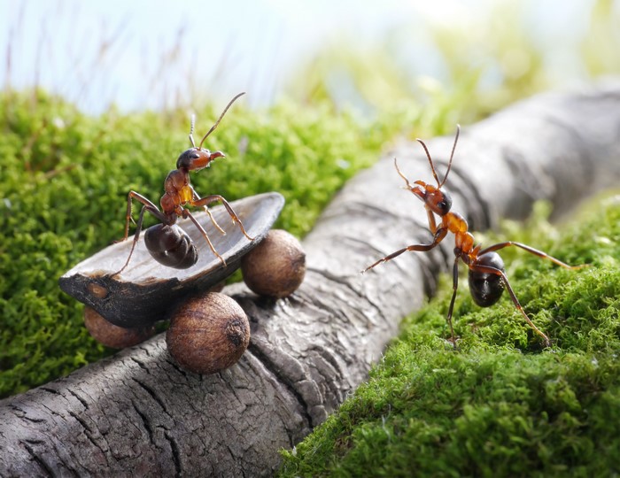 Two ants on a log with moss and seeds