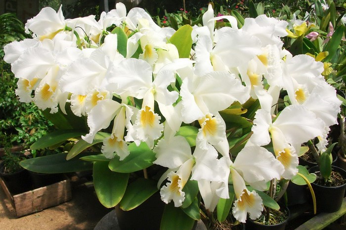 White Cattleya orchids with yellow centers