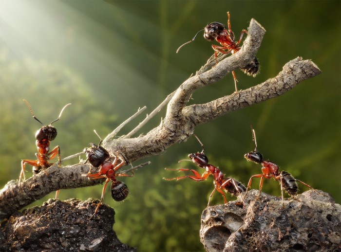 Ants on a branch