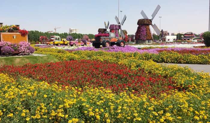 Miracle Garden Dubai flower display with windmills and vehicles