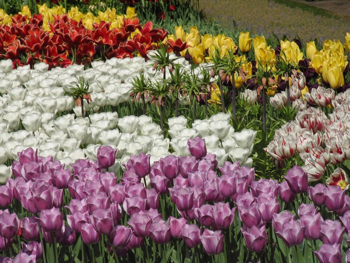 Rows of colorful tulips in Keukenhof Gardens, Netherlands