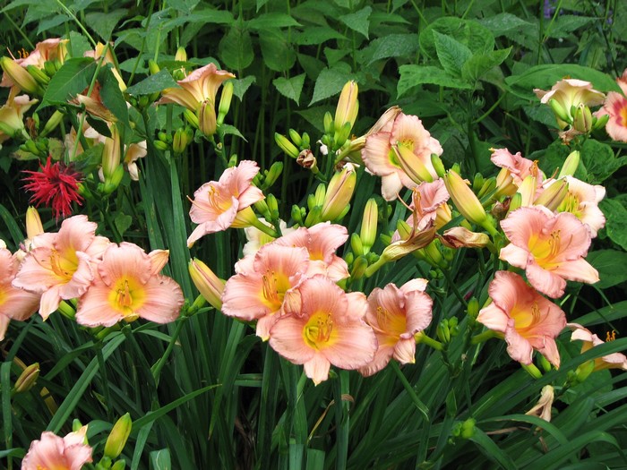 Peach daylilies and a red flower in a garden