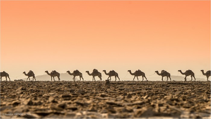 Camels walking in a desert caravan
