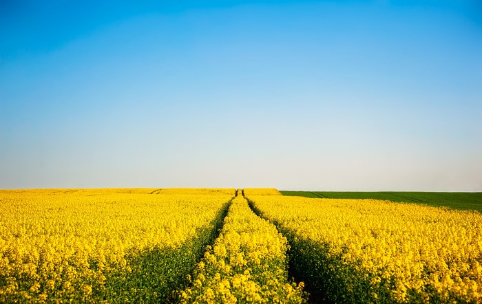 Field of yellow rapeseed under a blue sky
