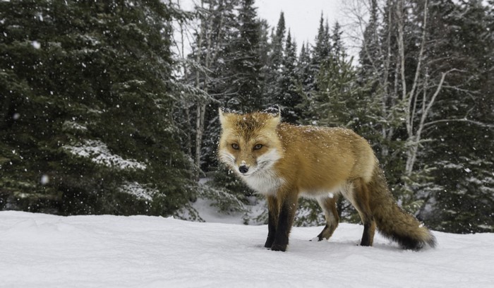 Red fox in a snowy forest