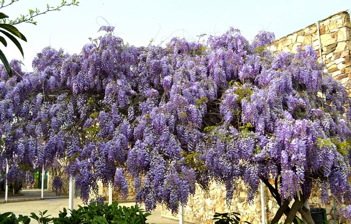 4K Vibrant Purple Wisteria Tree in Bloom