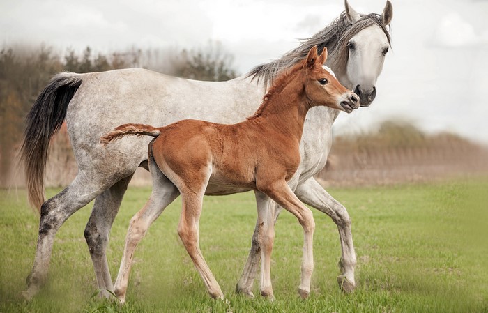 4K Close-Up of Brown Foal and Grey Mare Walking