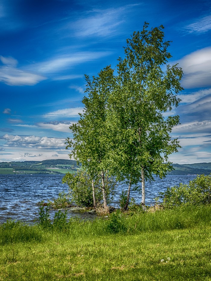 Trees by a lake in Hedmark, Norway