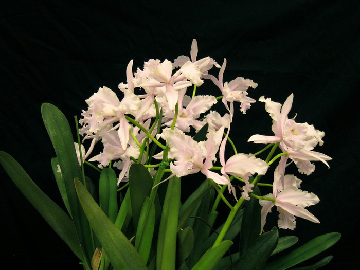 Pink orchids with green leaves on black background