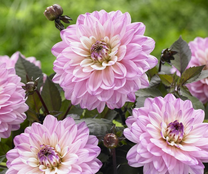 4K Pink Dahlias Closeup