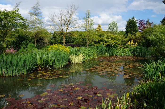 Goltho Gardens Lincolnshire Pond with Lily Pads and Trees