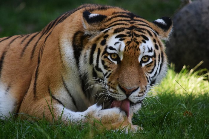 Tiger licking its paw in the grass