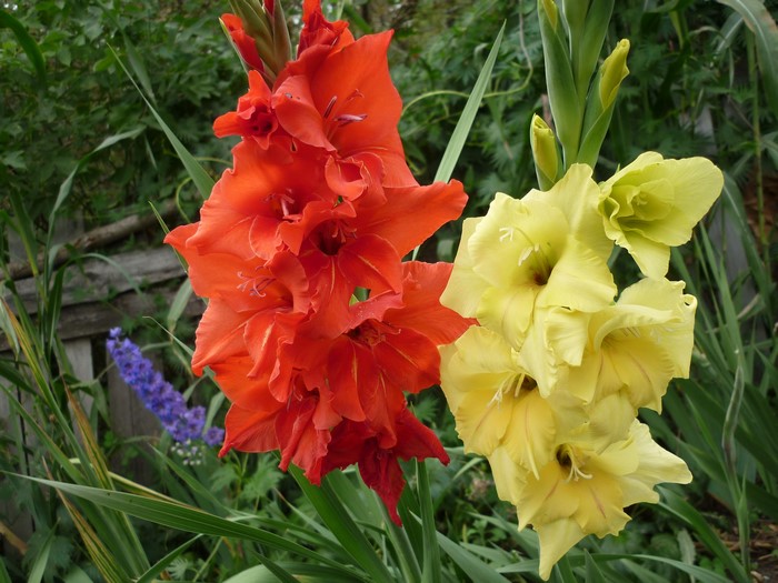 Two Gladiolus flowers, one red and one yellow