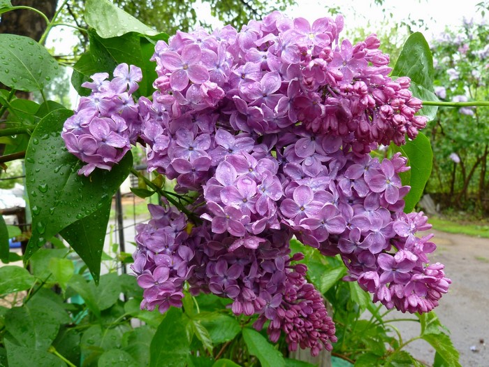 Purple lilac flowers with water droplets
