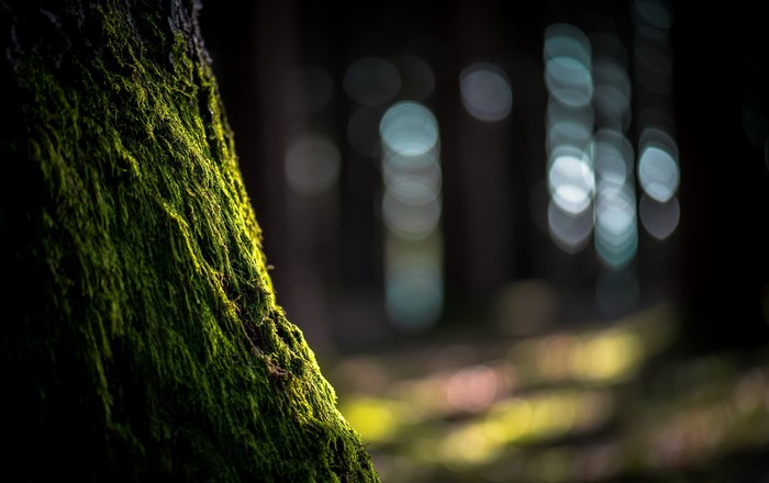 Moss on a tree trunk in a forest