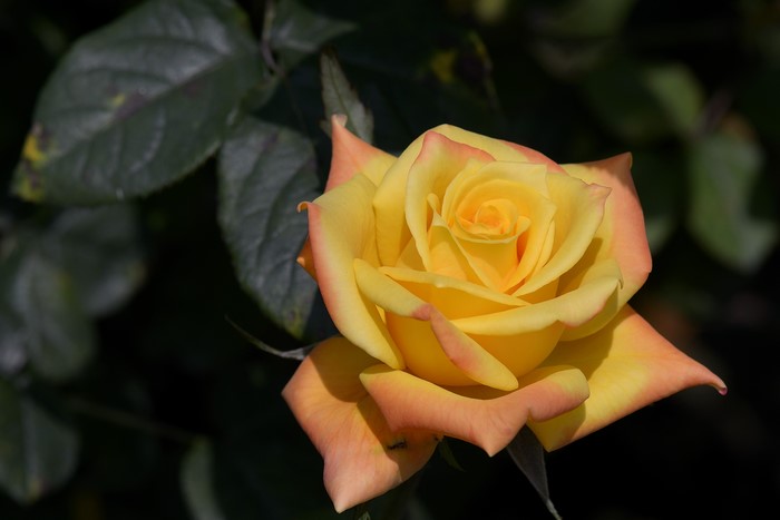 Yellow Rose with Orange Edges