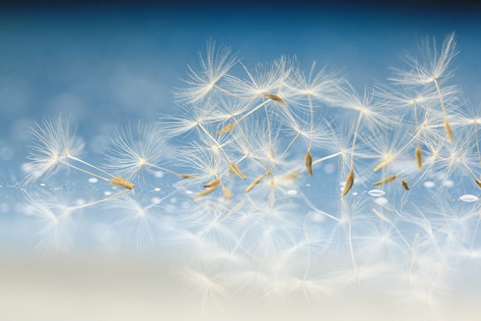Dandelion seeds floating on water macro shot