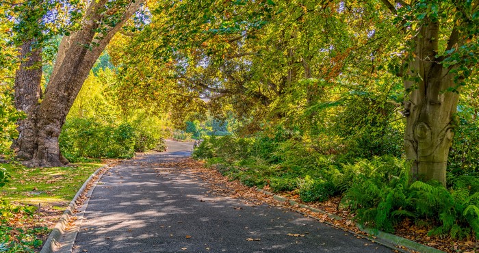 Park path in autumn with large trees and fallen leaves