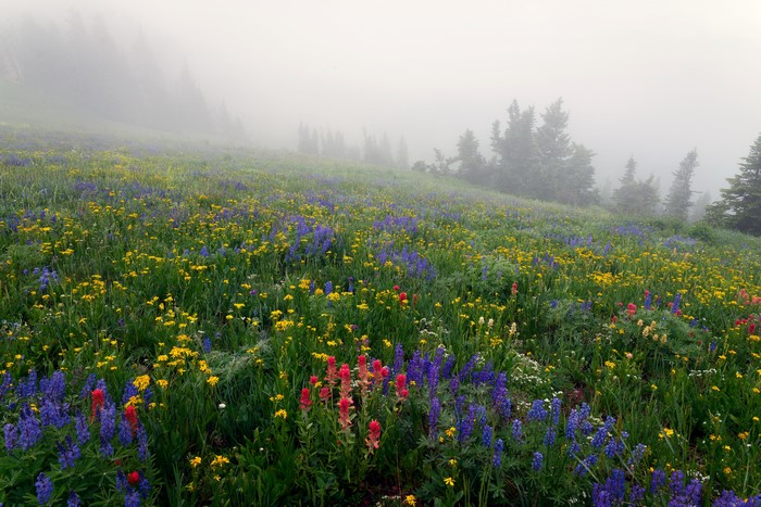 Wildflowers in Foggy Mountain Meadow