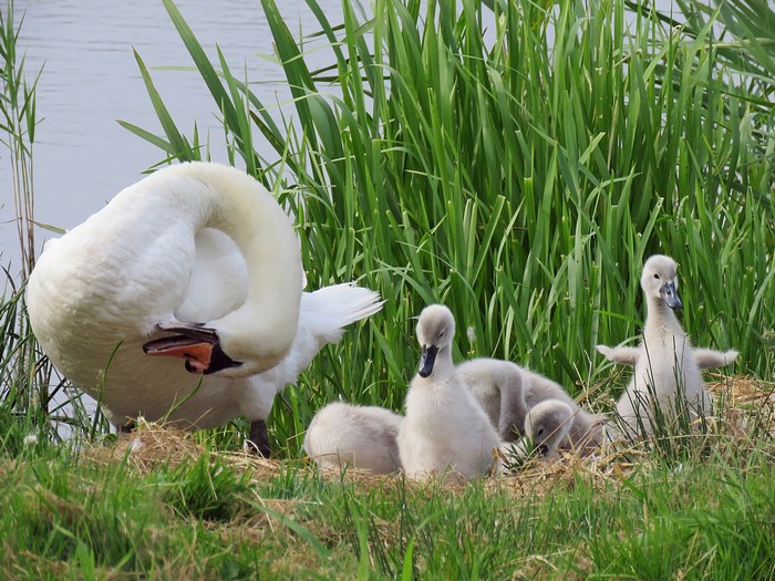 Adult swan preening near cygnets in a nest