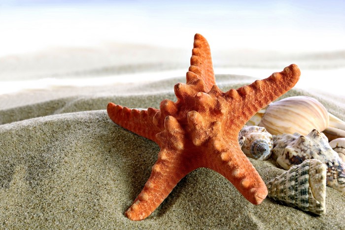 Starfish and seashells on sandy beach