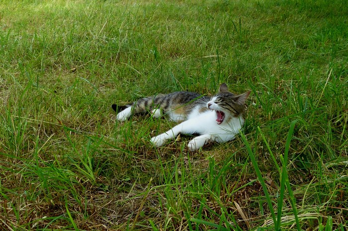 Cat yawning in the grass
