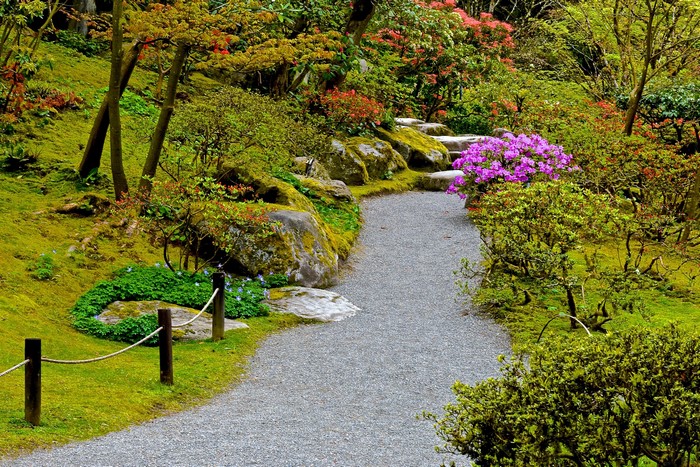 Japanese Garden Path with Azaleas and Moss