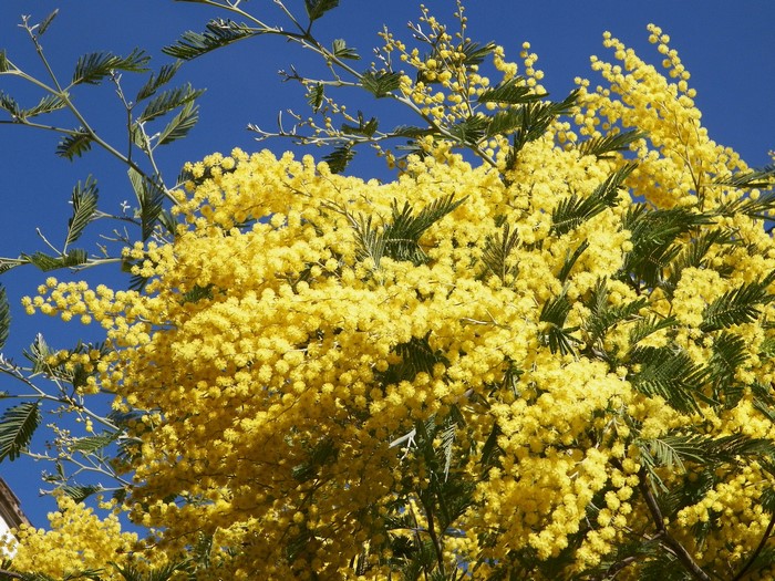 Yellow Mimosa flowers against blue sky